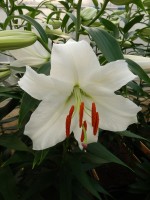 [4241 Siberia MAK No02.JPG]